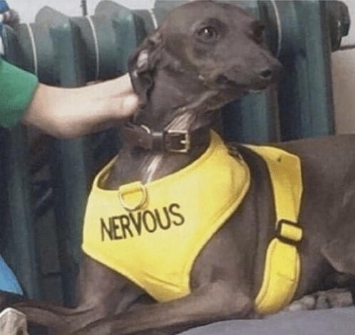 A dog wearing a vest that says "nervous" on it.